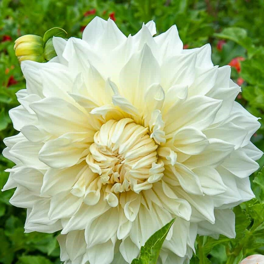 Beyaz Dahlia Fleurel Yıldız Çiçeği Yumrusu (1 adet)