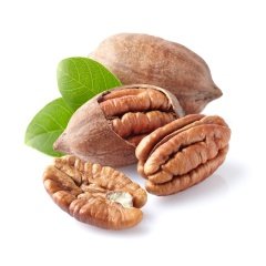 Tüplü Ilıman Sahil Bandında Yetişebilen Pikan Ceviz Fidanı