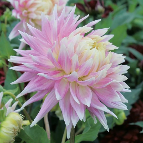 Pembe Dahlia Kiev Yıldız Çiçeği Yumrusu (1 adet)
