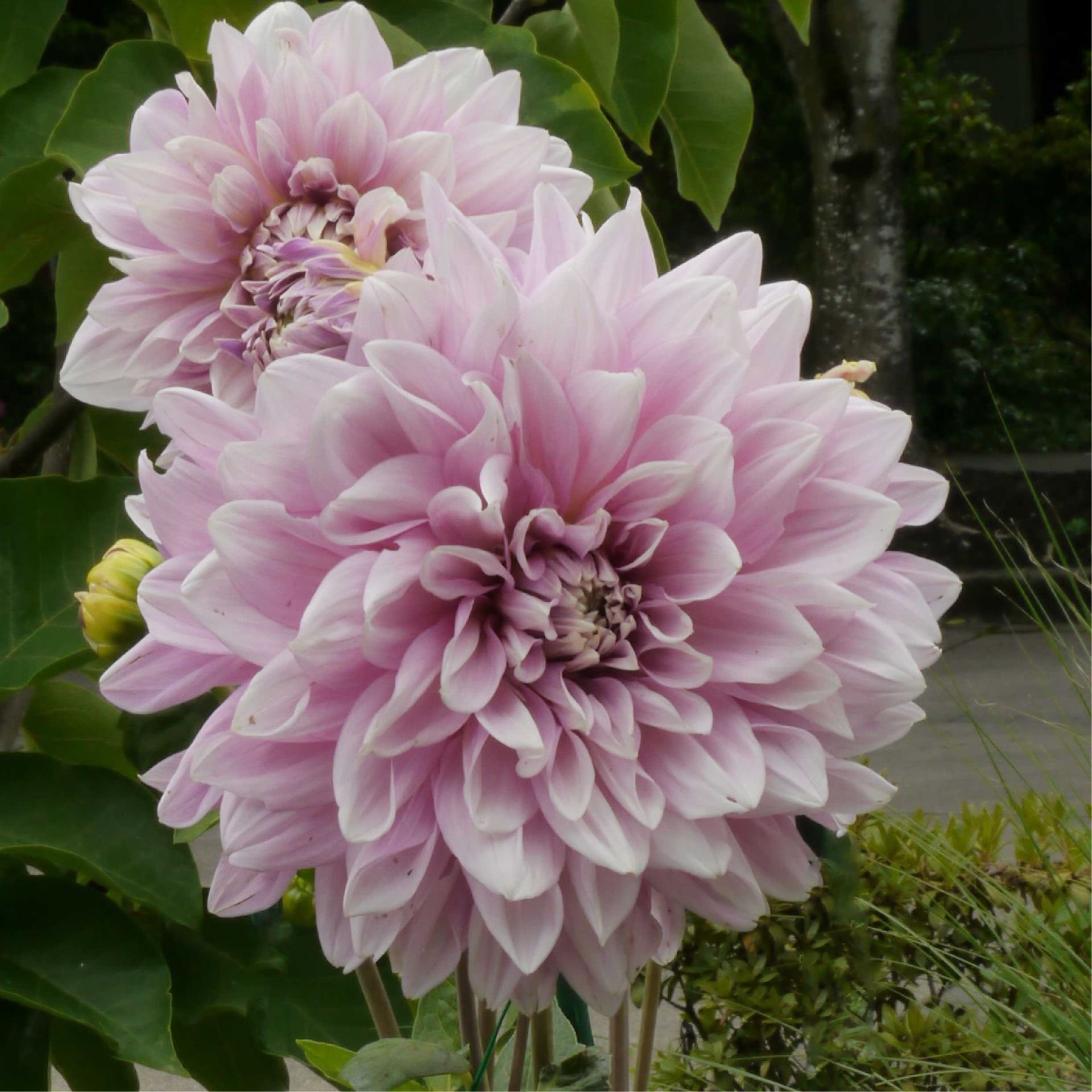 Özel Renk Dahlia Lavender Perfection Yıldız Çiçeği Yumrusu (1 adet)