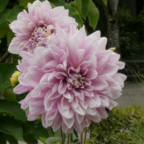 Özel Renk Dahlia Lavender Perfection Yıldız Çiçeği Yumrusu (1 adet)