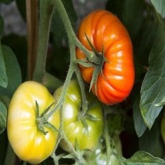 Ayaş Domatesi Fidesi