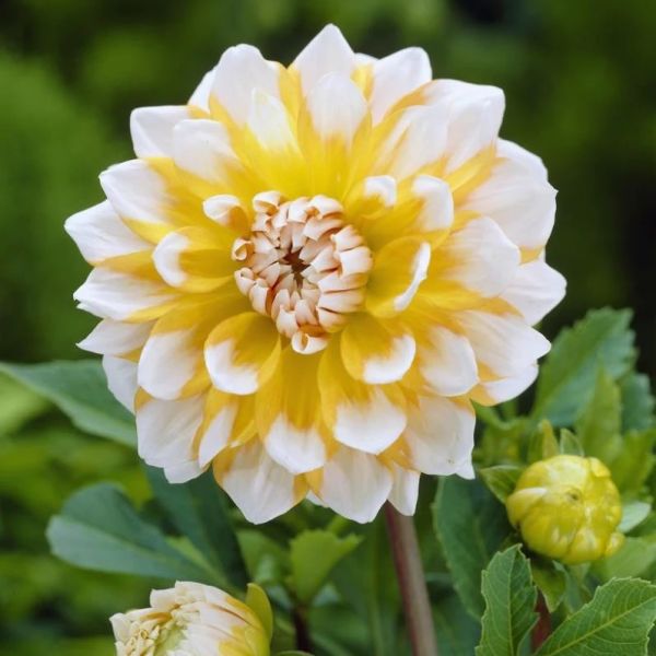 Sarı Beyaz Dahlia Seattle Yıldız Çiçeği Yumrusu (1 adet)