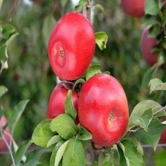 Tüplü Bol Sulu Fuji Zhen Aztec Elma Fidanı