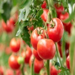 Bol Verimli Sırık Domates Fidesi-5 ADET