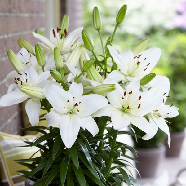 Kokulu Beyaz White Joy Lilium Zambak Soğanı (1 adet)