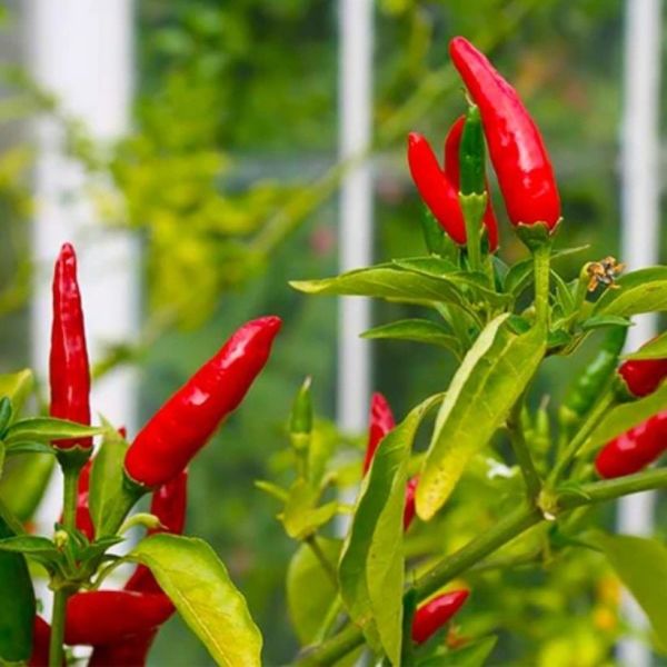 Geleneksel Birds Eye Acı Mini Chili Pepper Biber Tohumu  (70 adet)