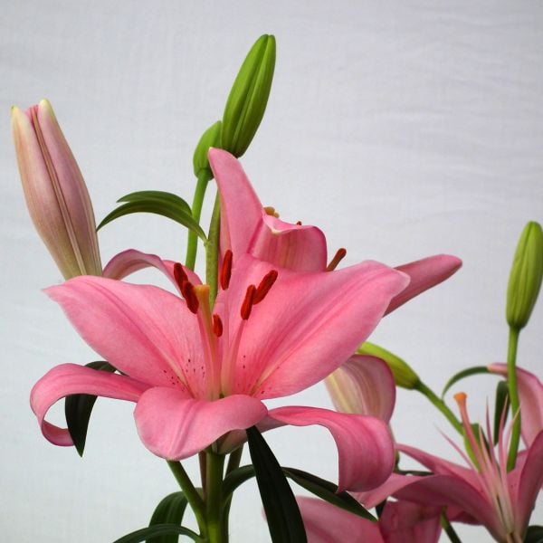 Kokulu Pembe Tiny Pearl Lilium Zambak Soğanı (1 adet)