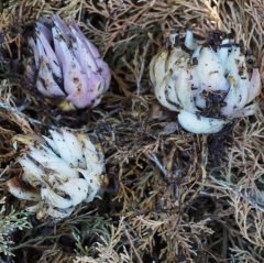 Kokulu Pembe Tiny Pearl Lilium Zambak Soğanı (1 adet)