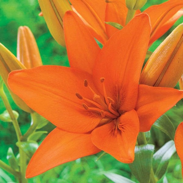 Kokulu Turuncu Jumping Joy Lilium Zambak Soğanı (1 adet)