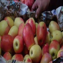 Tüplü Yöresel Kars Kağızman Elma Fidanı