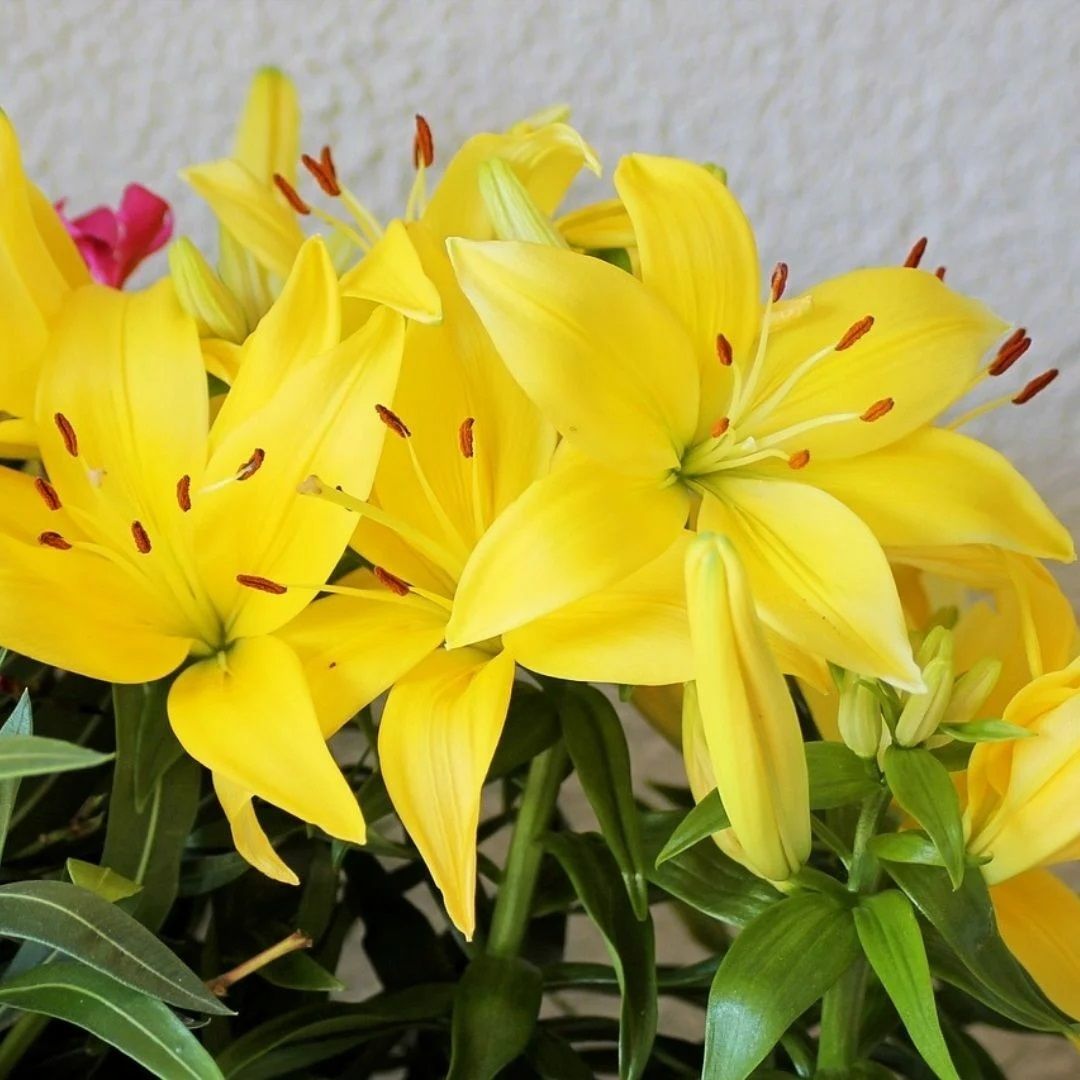Kokulu Sarı Fancy Joy Lilium Zambak Soğanı (1 adet)