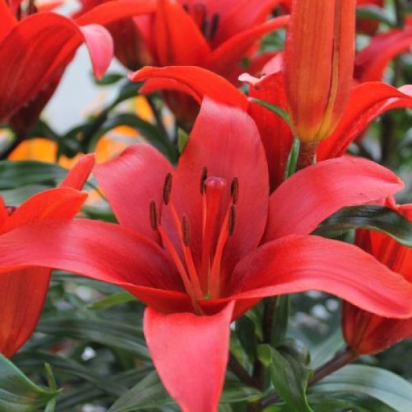 Kokulu Kırmızı Blushing Joy Lilium Zambak Soğanı (1 adet)