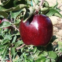 Tüplü Albenisi Yüksek Joremini Elma Fidanı