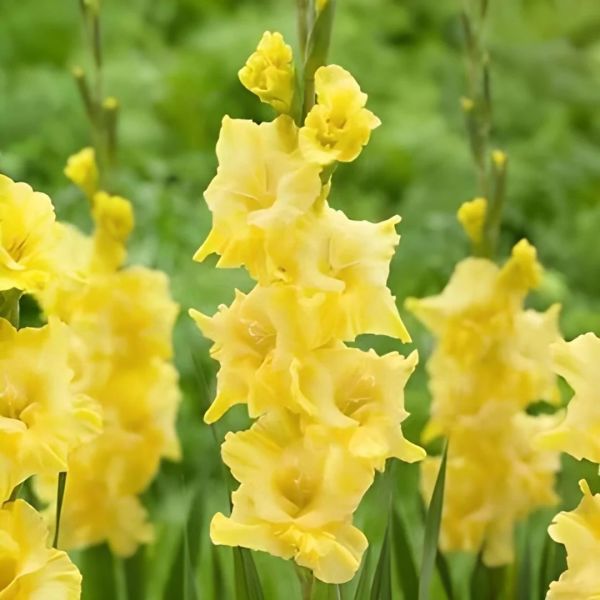 Jacksonvilla Gold Gladiolus Glayör Çiçeği Soğanı (4 adet)