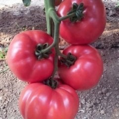 Pembe Pembole Oturak Domates Fidesi-5 Adet