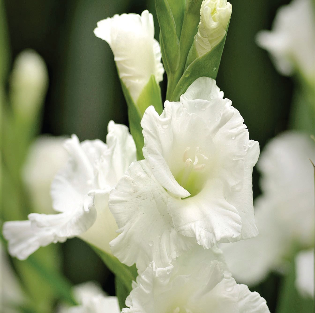 White Prosperity Gladiolus Glayör Çiçeği Soğanı (4 adet)