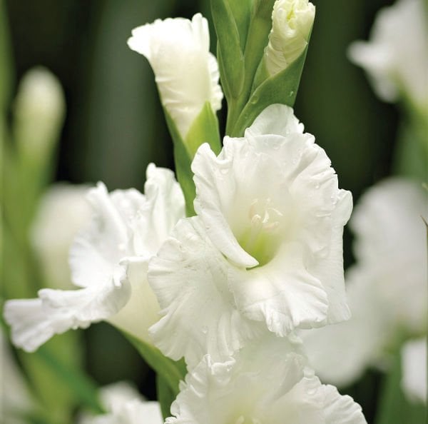 White Prosperity Gladiolus Glayör Çiçeği Soğanı (4 adet)
