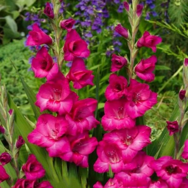 Pink Fidelio Gladiolus Glayör Çiçeği Soğanı (4 adet)
