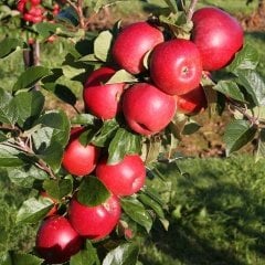 Tüplü Mayhoş Yazlık Summer Red  Elma Fidanı