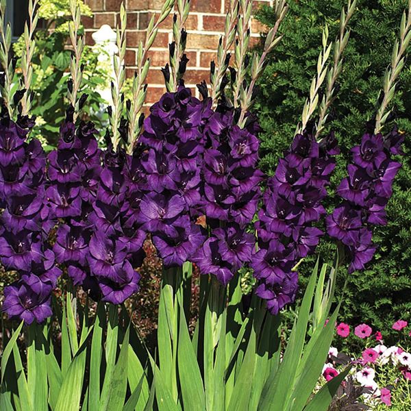 Purple Flora Gladiolus Glayör Çiçeği Soğanı (4 adet)