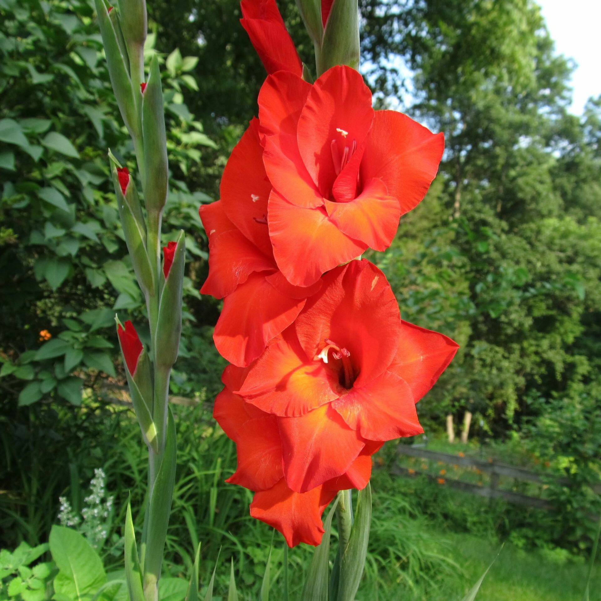 Red Mascagni Gladiolus Glayör Çiçeği Soğanı (4 adet)