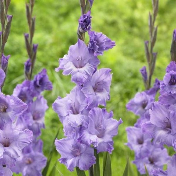 Blue White Frost Gladiolus Glayör Çiçeği Soğanı (4 adet)