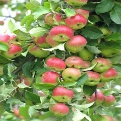 Tüplü Aşırı Lezzetli Pink Lady  Elma Fidanı