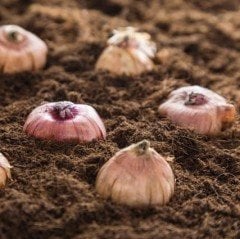 Purple Milka Gladiolus Glayör Çiçeği Soğanı (4 adet)