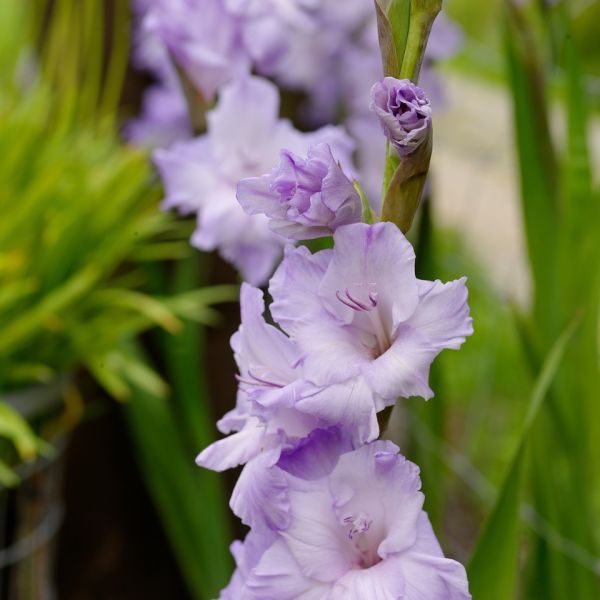Purple Milka Gladiolus Glayör Çiçeği Soğanı (4 adet)