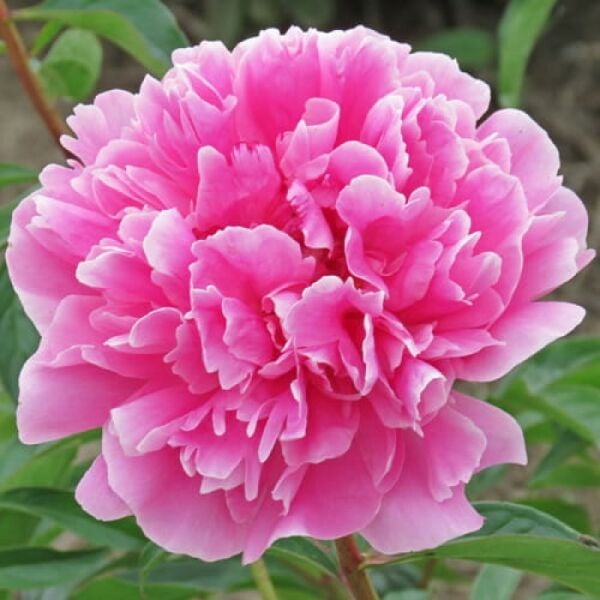 Koyu Pembe Peonies Şakayık Çiçeği Yumrusu (1 Adet)