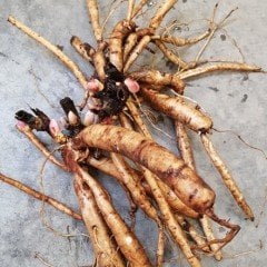 Koyu Pembe Peonies Şakayık Çiçeği Yumrusu (1 Adet)
