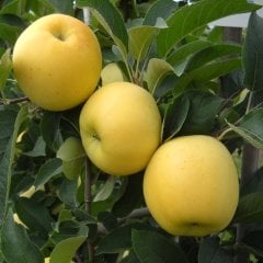 Tüplü Tatlı Golden Elma Fidanı