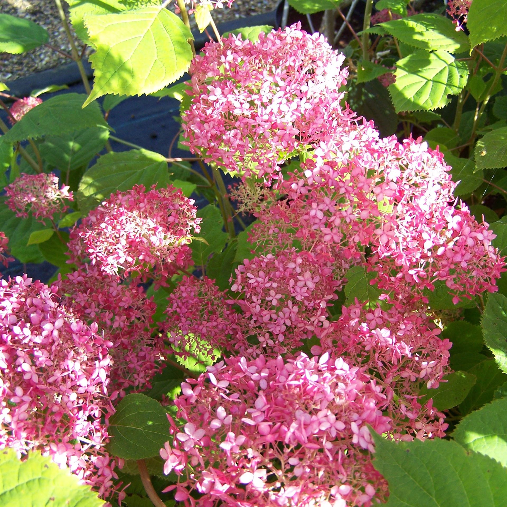 Pembe Soğuklara Dayanıklı Hydrangea Anomala Pink Lady Sarmaşık Ortanca Fidanı