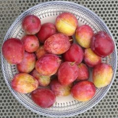 Tüplü Pembe Laetitia Erik Fidanı