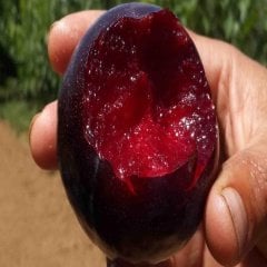 Tüplü Aşılı İçi Dışı Kırmızı Black Splendor Erik Fidanı