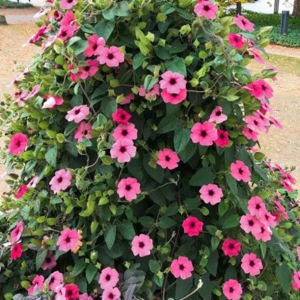 Özel Sunny Susy Rose Sensation Siyah Gözlü Pembe Suzan Sarmaşığı Çiçeği Fidesi (2 adet)