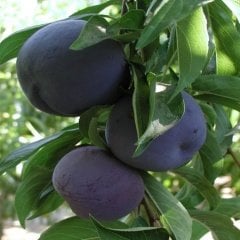 Tüplü Kuvvetli Gelişen Original Sun Erik Fidanı