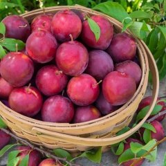 Tüplü Pembe Formosa Erik Fidanı