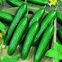 Aromalı Beith Alpha Salatalık Fidesi-5 Adet