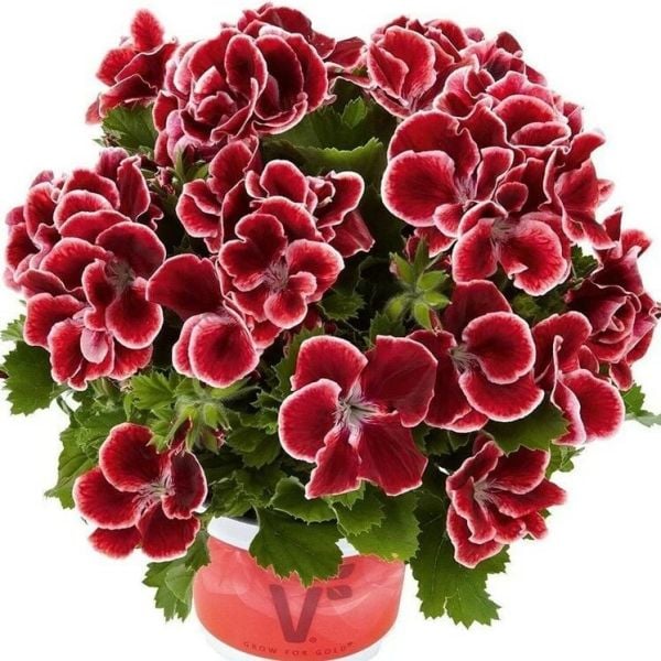 Aristo Red Beauty Canan Çiçeği Fidesi (2 adet)