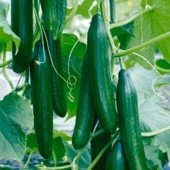 Saksılık Sırık Salatalık Fidesi-5 Adet
