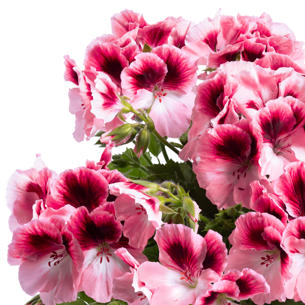 Aristo Pink Sardunya Canan Çiçeği Fidesi (2 adet)