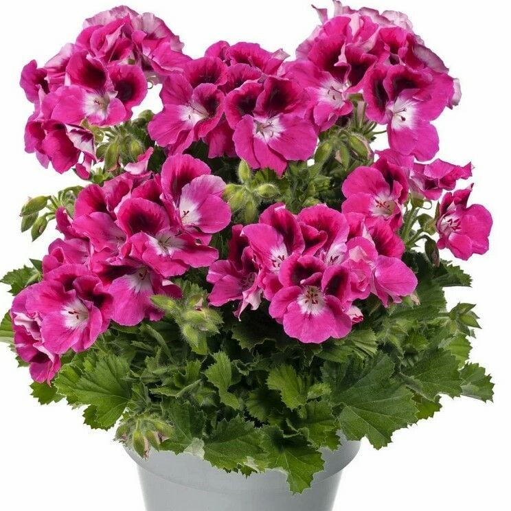 Özel Aristo Magento Fuşya  Sardunya Canan Çiçeği Fidesi (2 adet)
