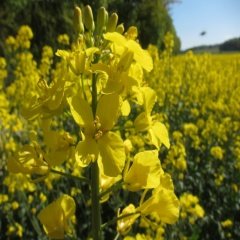 Black Brassica Nigra Hardal Tohumu -95 Tohum