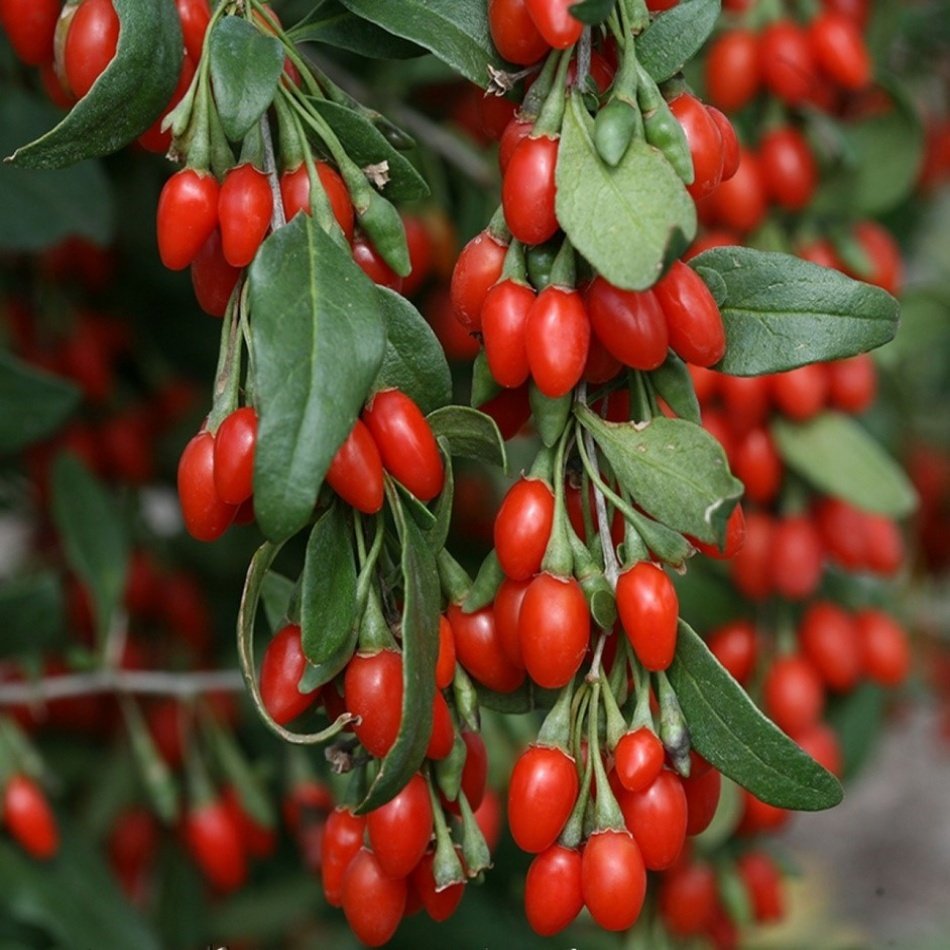 Tüplü Şifalı Kırmızı Goji Berry (Kurt Üzümü )Fidanı