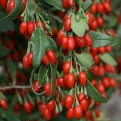 Tüplü Şifalı Kırmızı Goji Berry (Kurt Üzümü )Fidanı