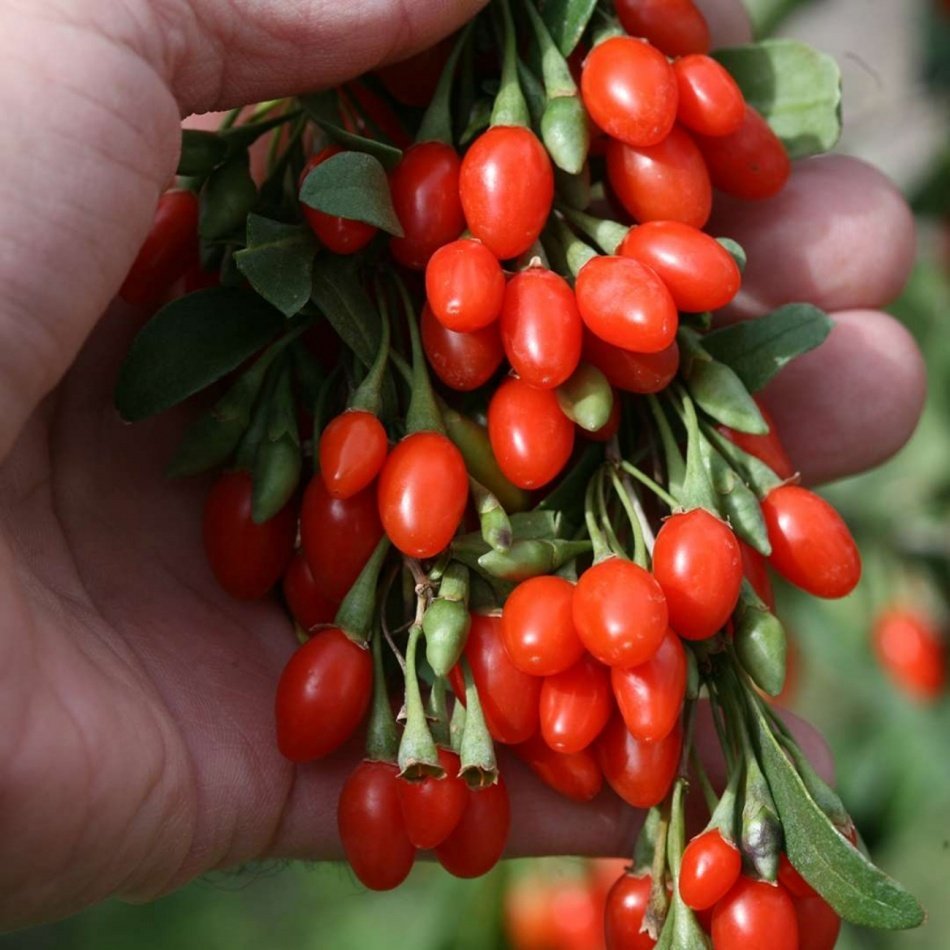 Tüplü Şifalı Kırmızı Goji Berry (Kurt Üzümü ) Fidanı 5 Adet
