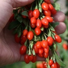 Tüplü Şifalı Kırmızı Goji Berry (Kurt Üzümü ) Fidanı 5 Adet