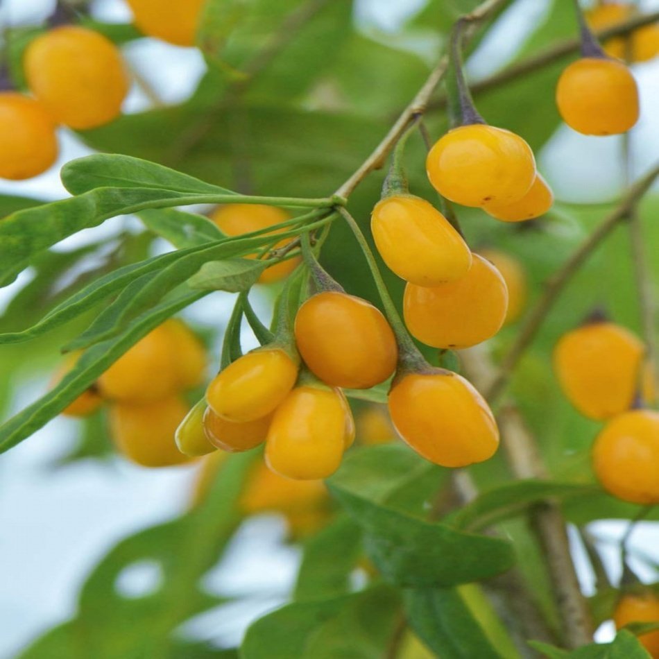 Tüplü Şifalı Özel Çeşit Sarı Amber Goji Berry (Kurt Üzümü )Fidanı